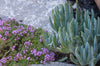 Senecio serpens: Chalk Sticks