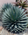 Agave 'Blue Ember'