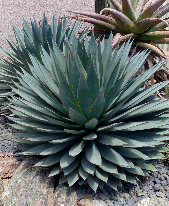 Agave 'Blue Ember'