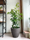 Ficus 'amstel king'