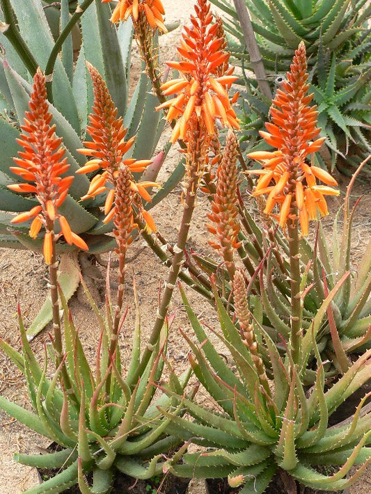Aloe 'Andreas Orange'