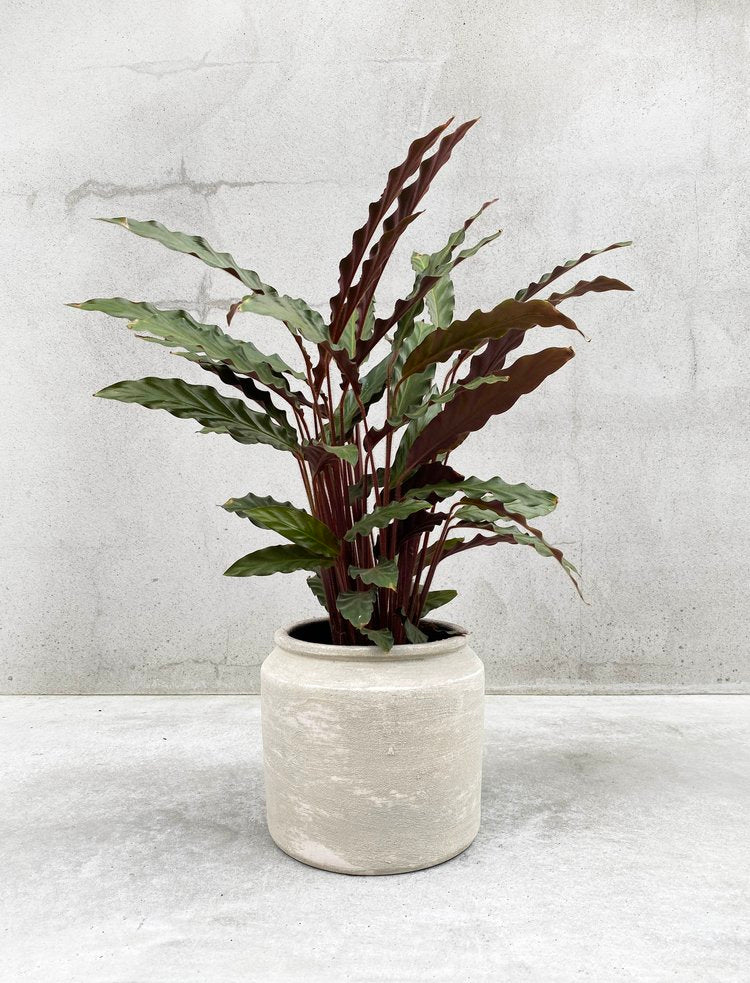 Calathea rufibarba