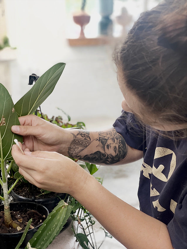 Caring for Houseplants Workshop