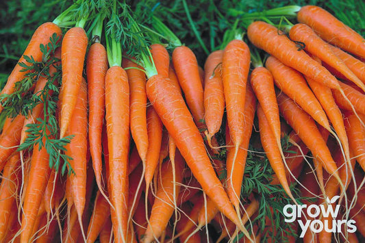 Seeds - Carrot 'Tendersweet'