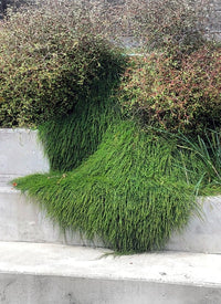 Casuarina