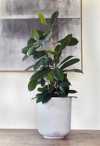 Ficus Cyathistipula 'Louis'