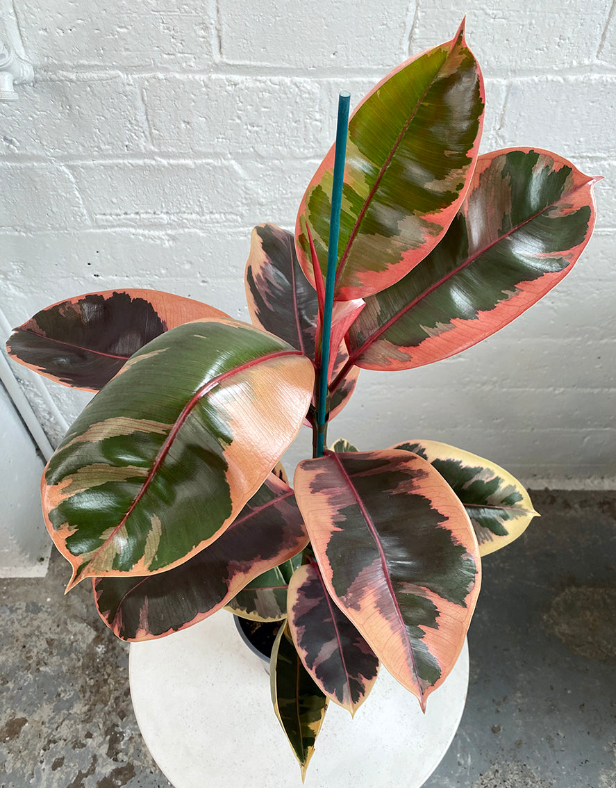 Ruby Ficus Node Ficus 'ruby' – Babylon Store