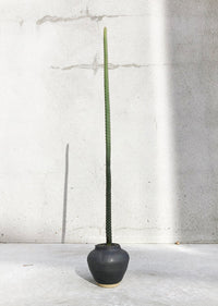 Arrojadoa pencillata