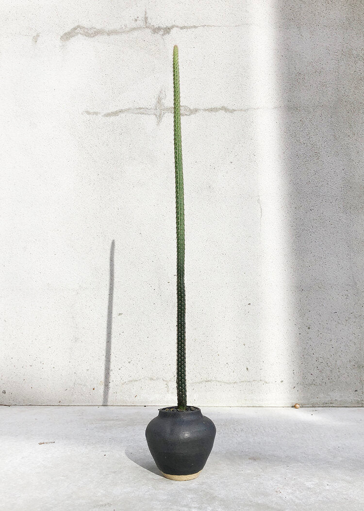 Arrojadoa pencillata