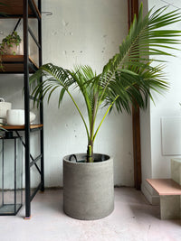 Howea forsteriana 'kentia palm'