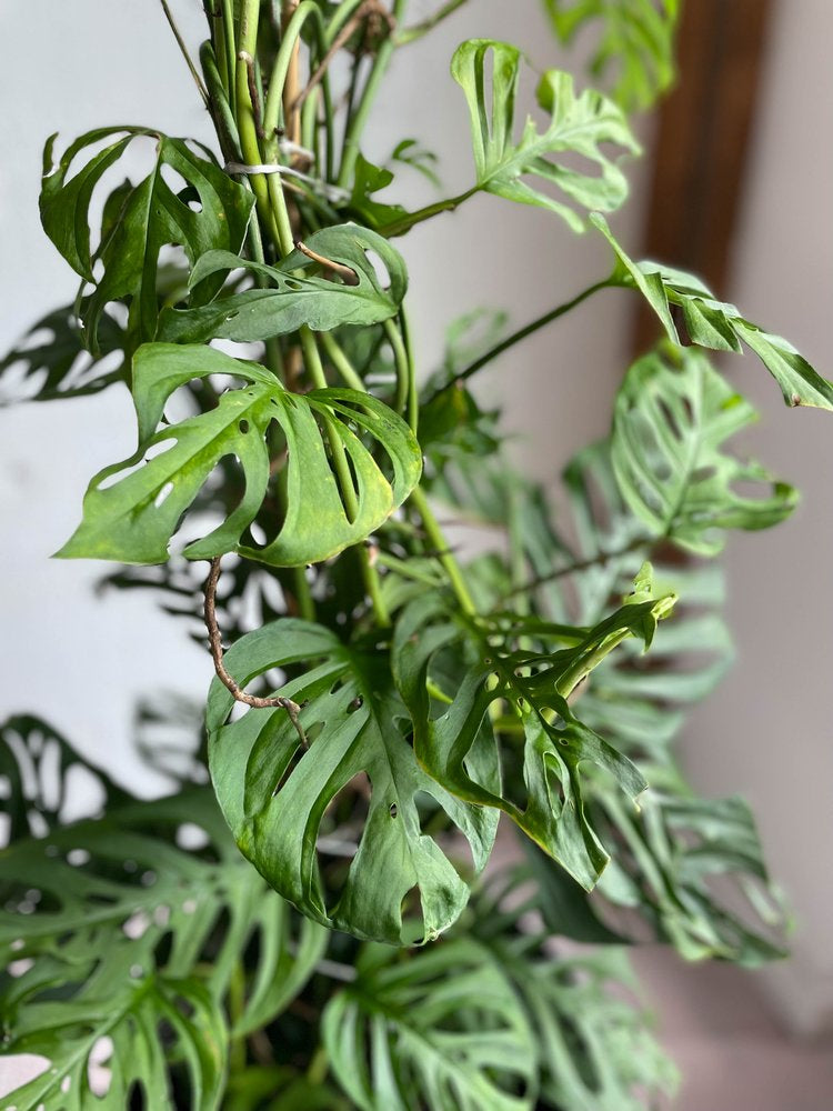 Monstera 'adansonii'