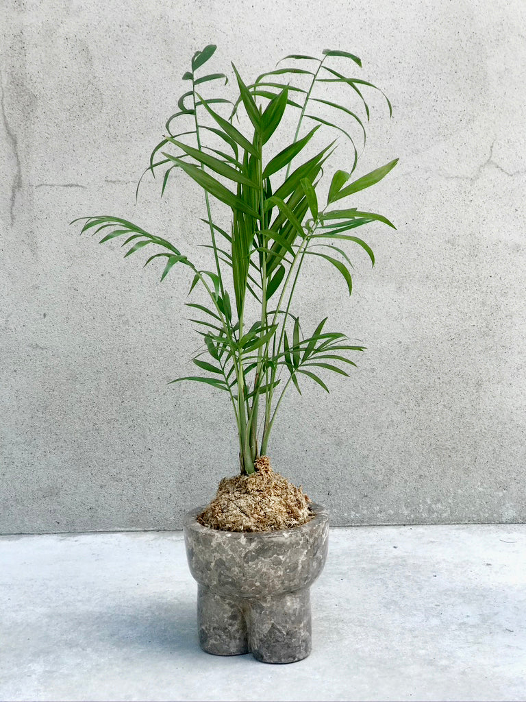 Kokedama Products