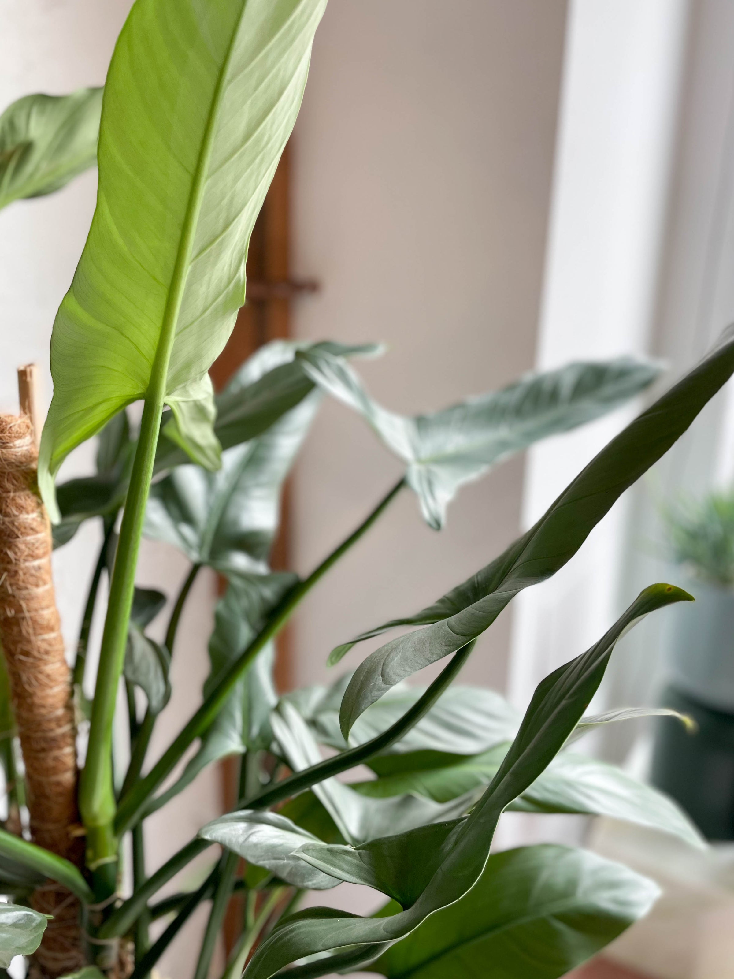silver arrow philodendron Philodendron hastatum (silver arrow) – Babylon Store