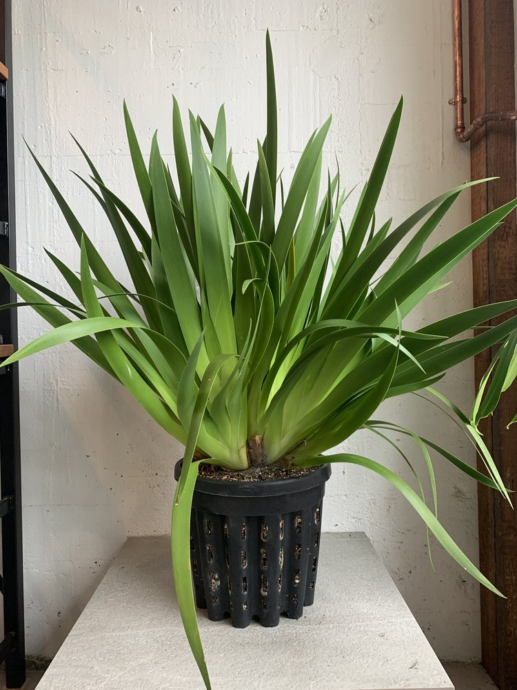 Xeronema callistemon - Poor knights lily