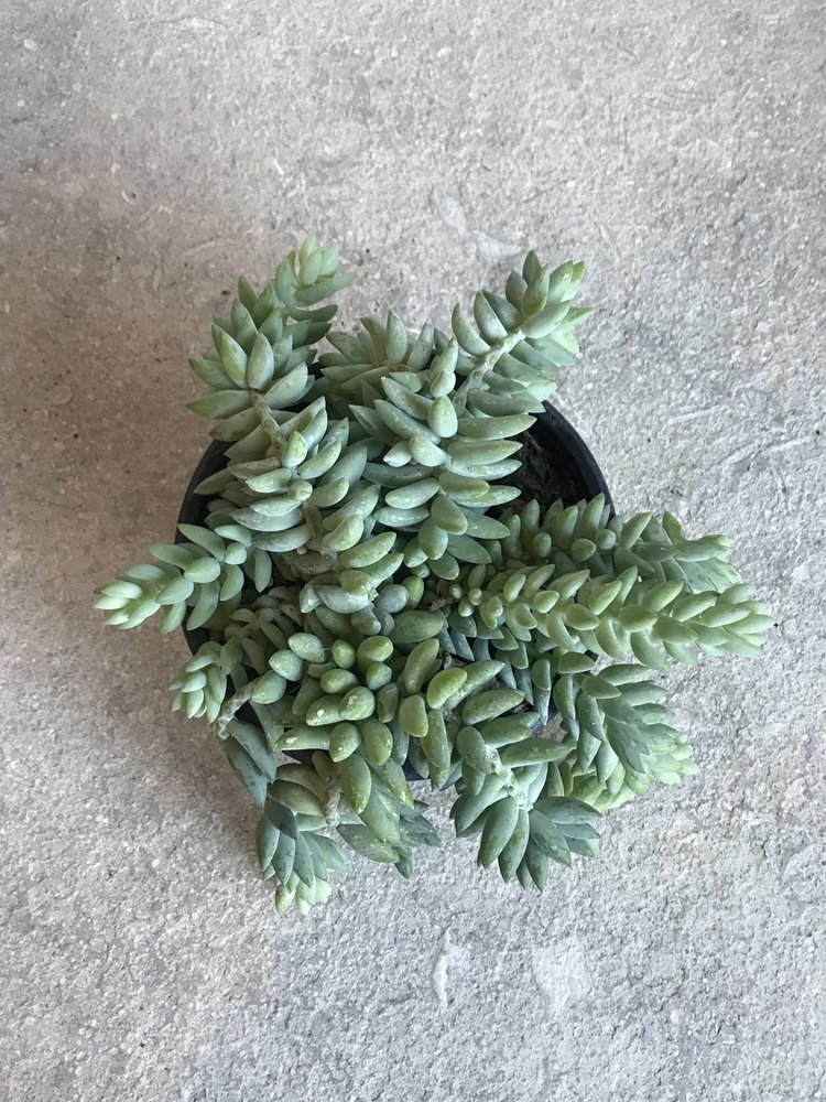 Sedum morganianum