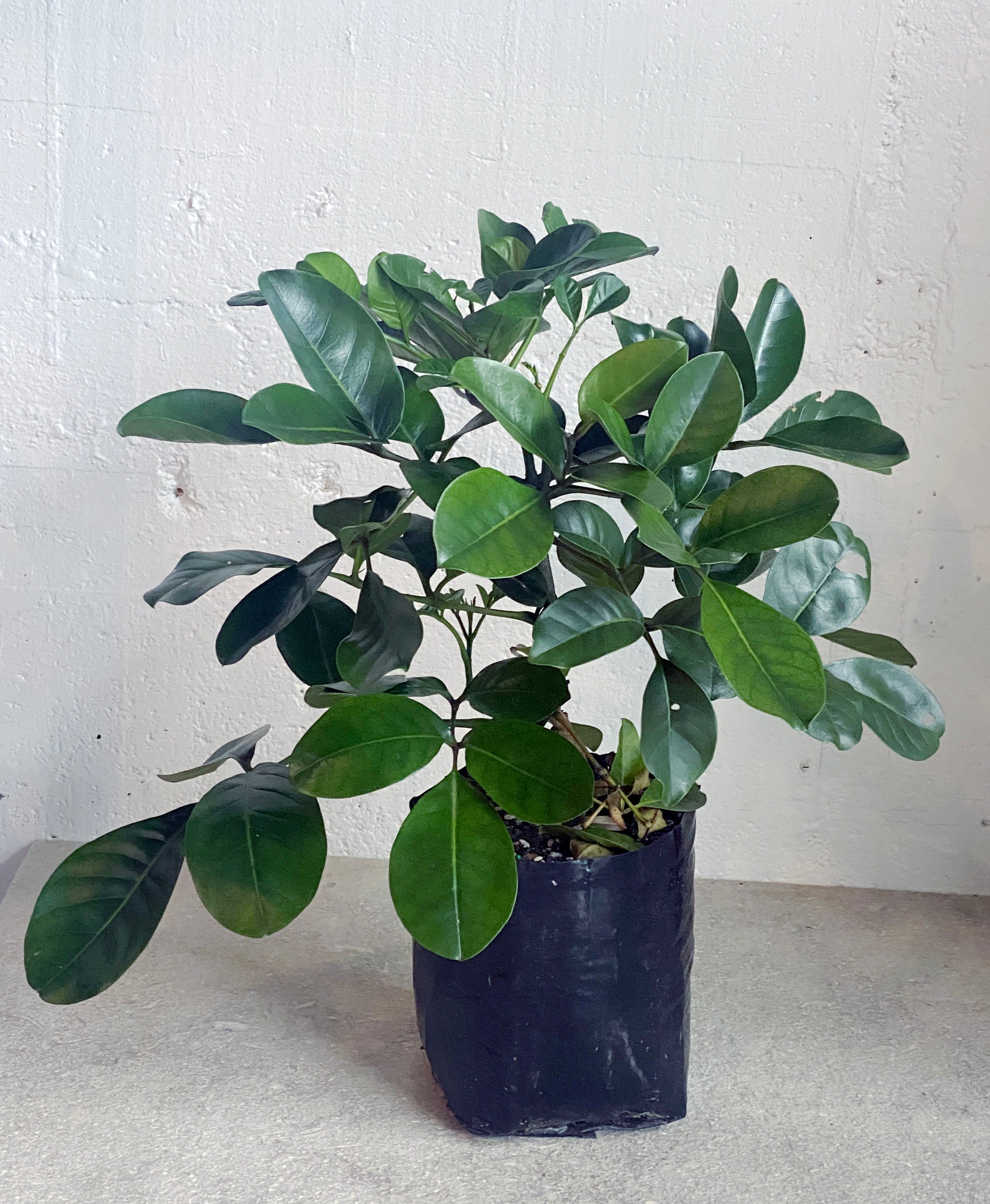 Tecomanthe speciosa – Babylon Store