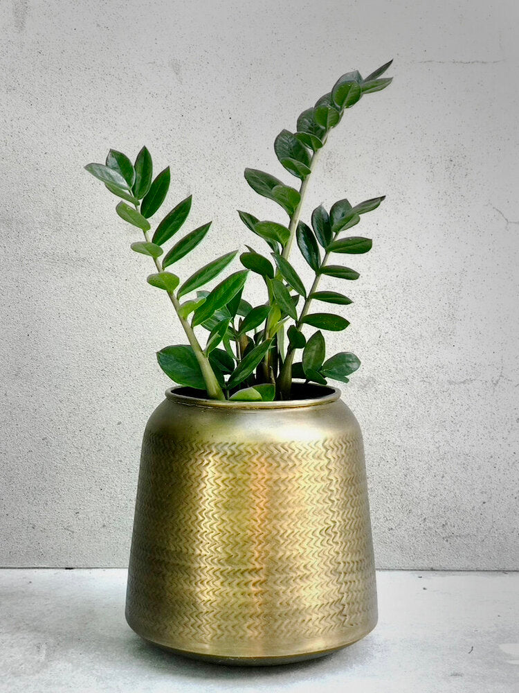 brass plant pot nz Zamioculcas zamiifolia